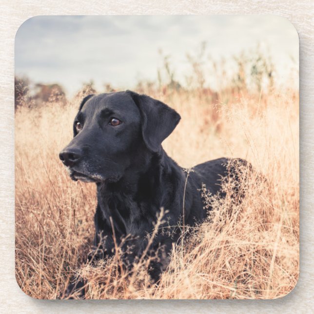 Porta-copo Labrador Negro De Grama Seca (Frente)