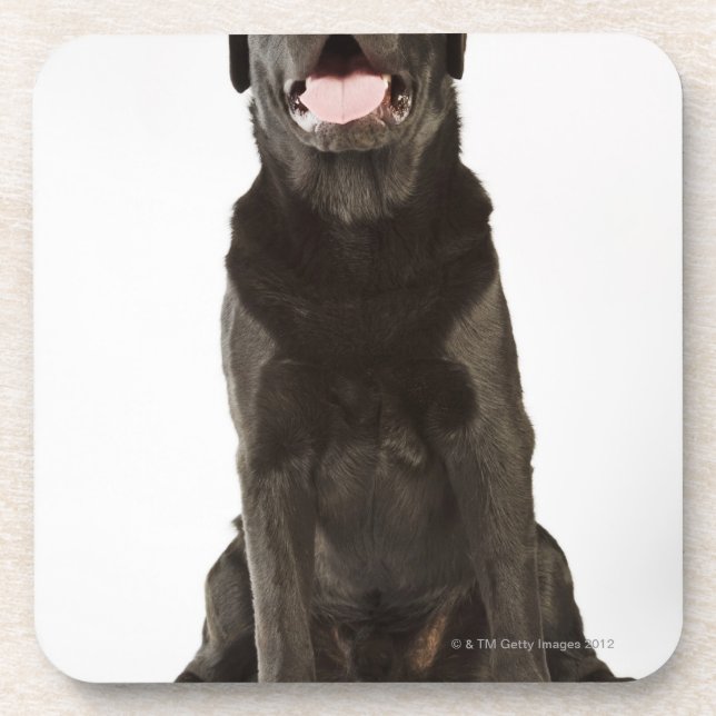 Porta-copo Labrador preto (familiaris do Canis), arfando, (Frente)