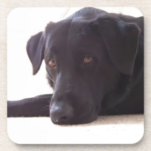 Porta-copo labrador retriever