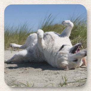 Porta-copo Labrador retriever amarelo