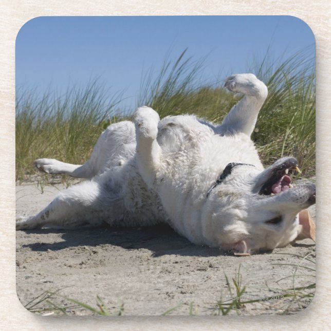 Porta-copo Labrador retriever amarelo (Frente)