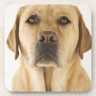 Porta-copo Labrador retriever dourado (familiaris do Canis).