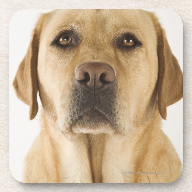 Porta-copo Labrador retriever dourado (familiaris do Canis). (Frente)