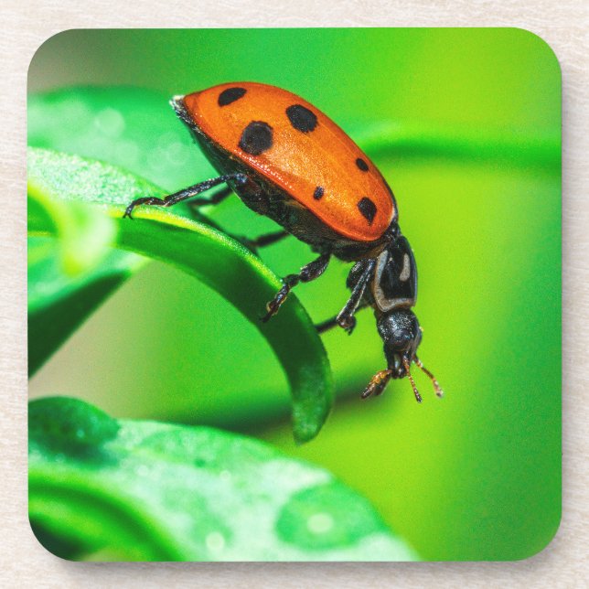 Porta-copo Ladybug Macro Coaster | Nature Drinkware Accent (Frente)