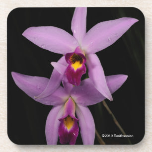 Porta-copo Laelia Anceps
