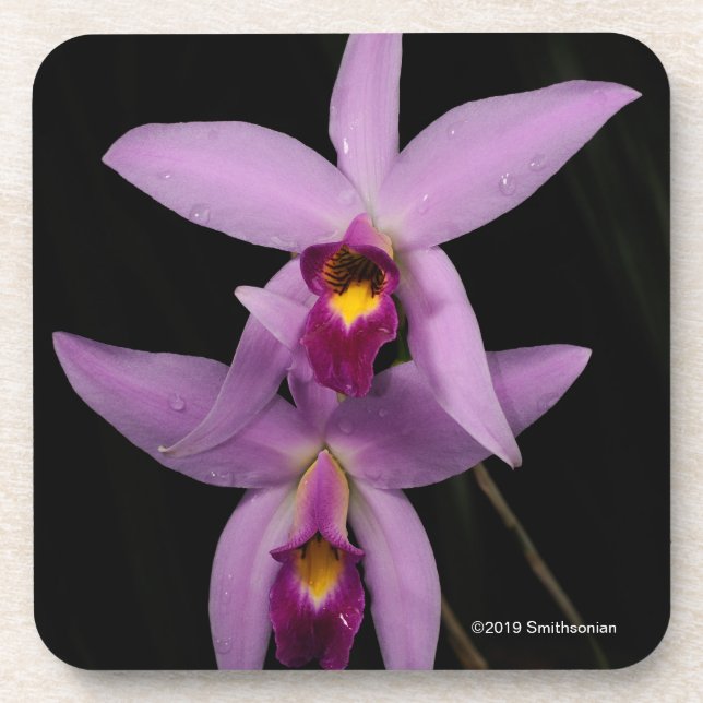 Porta-copo Laelia Anceps (Frente)