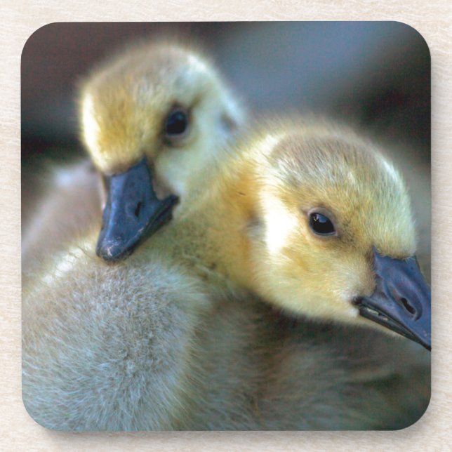 Porta-copo Lakeside (Frente)