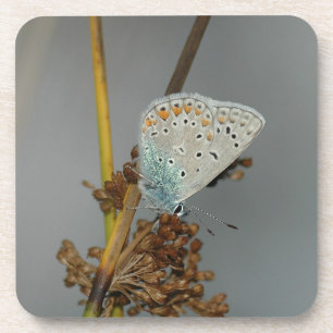 Porta-copo Laranja Branco Azul com Borboleta Preta