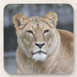 Porta-copo Leão 004