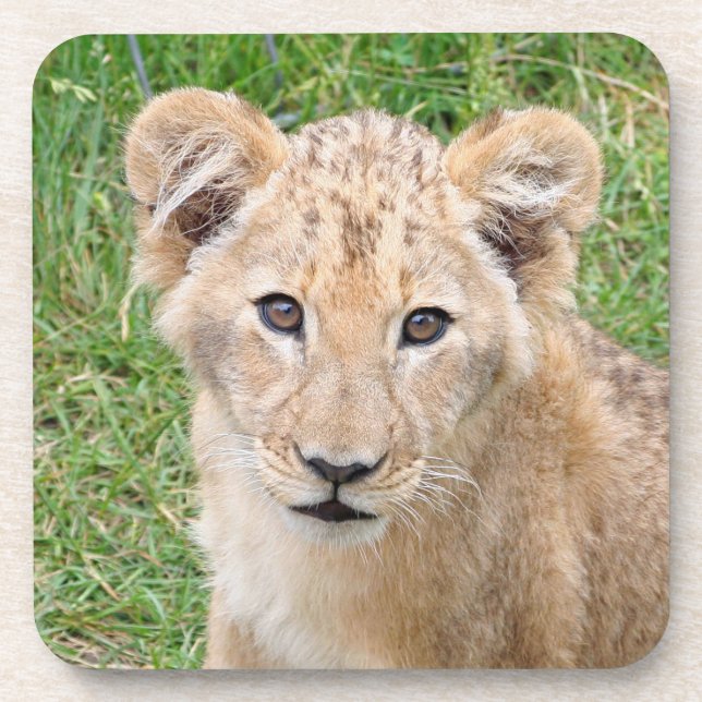 Porta-copo Leão 016 (Frente)