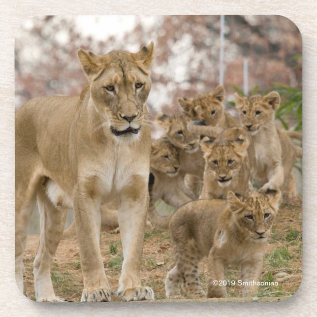 Porta-copo Leão Cubs africano com mãe (Frente)