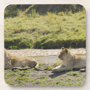 Porta-copo leão (Panthera leo), leoa de dois jovens, Masai