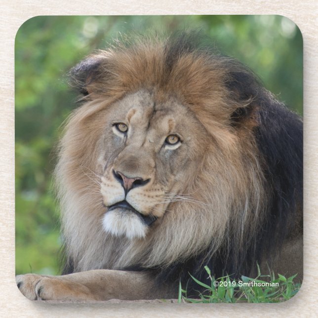 Porta-copo Leão que Lounging em uma floresta (Frente)