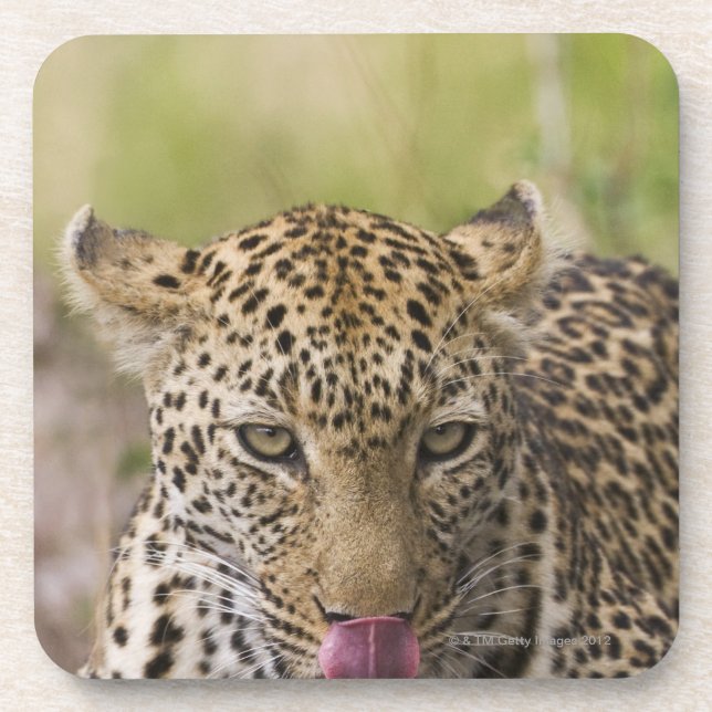 Porta-copo Leopardo (Frente)