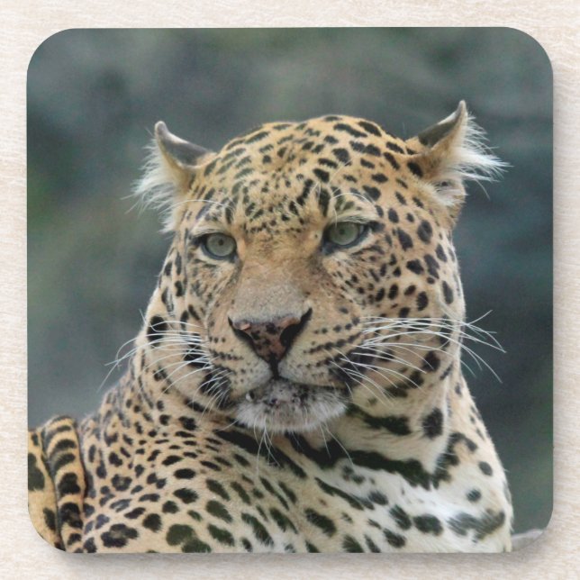 Porta-copo Leopardo 006 (Frente)