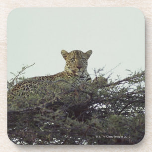 Porta-copo Leopardo africano