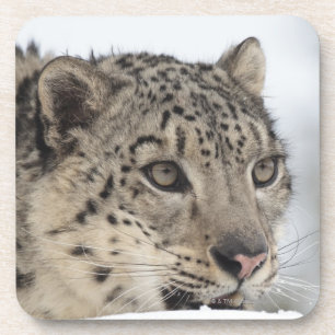 Porta-copo Leopardo de neve (uncia de Uncia) 2