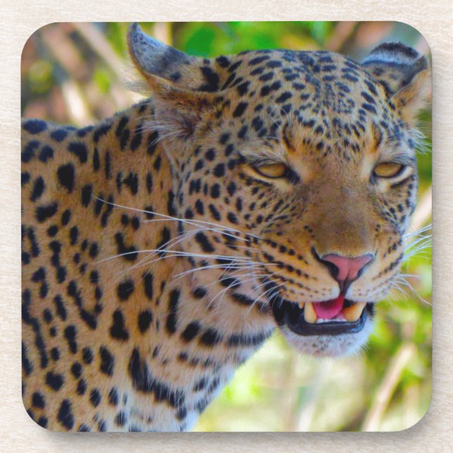 Porta-copo Leopardo-de-véu (Frente)