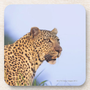 Porta-copo Leopardo do homem adulto (pardus do Panthera)