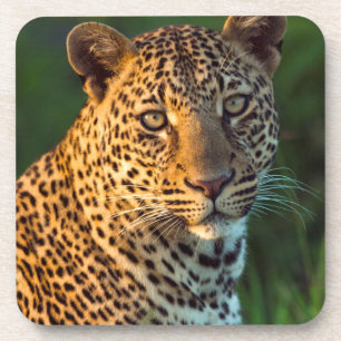 Porta-copo Leopardo Macho (Panthera Pardus) Filhote Adulto