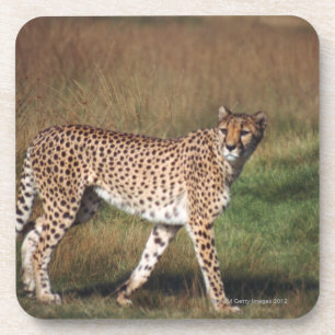 Porta-copo Leopardo na planície