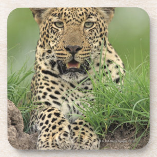 Porta-copo Leopardo, pardus do Panthera, jogo de Sabi Sabi