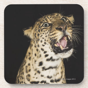 Porta-copo Leopardo que ruje