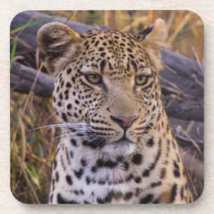 Porta-copo Leopardo sentado, Botsuana, África