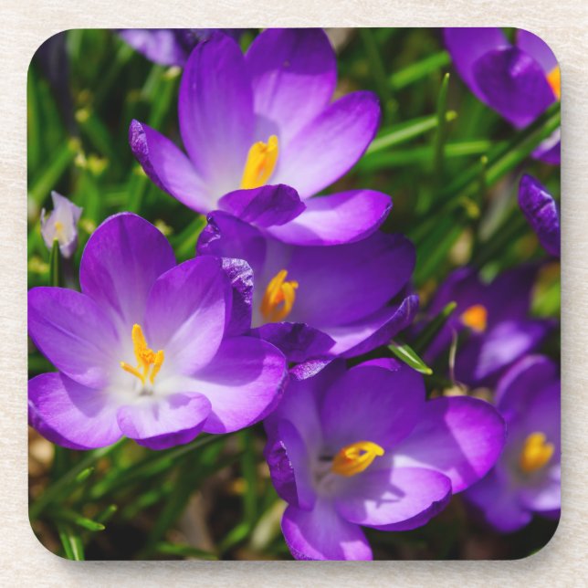 Porta-copo Lilac Crocuses (Frente)