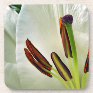 Porta-copo Lilium Oriental White