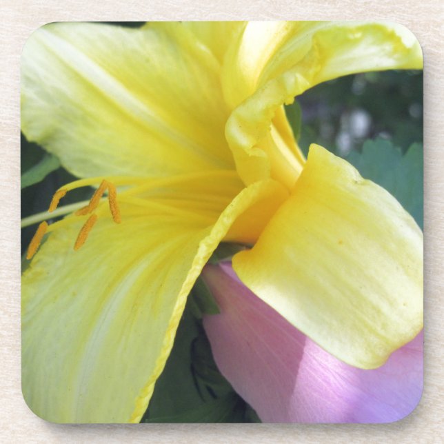 Porta-copo Lily Amarela (Frente)