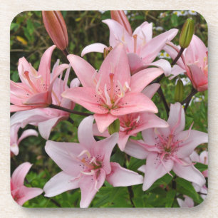 Porta-copo Lily floral rosa