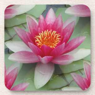 Porta-copo Lily Lily De Água De Lotus Rosa