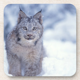 Porta-copo lince, lince do lince, na neve nos montes de