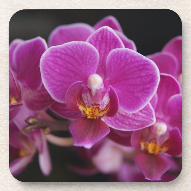 Porta-copo Linda Phalaenopsis Orquídea Rosa Borrindo (Frente)