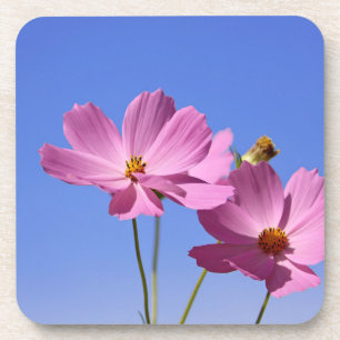 Porta-copo lindas flores cor-de-rosa abraçando um céu azul cl