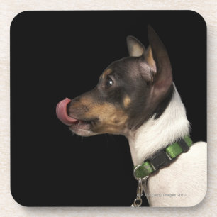 Porta-copo Língua fora do rato Terrier preto e branco