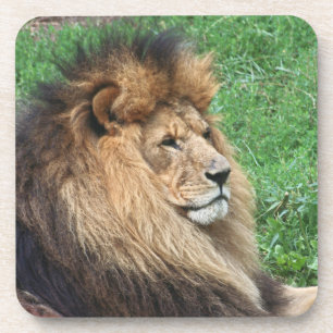 Porta-copo Lion_2015_0701