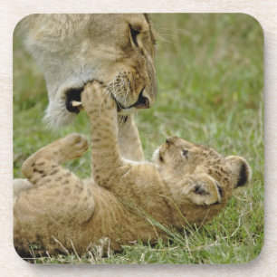 Porta-copo Lion cub brincando com a fêmea de leão, Masai Mara