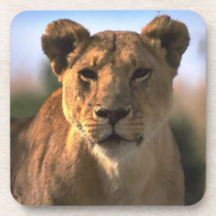 Porta-copo Lion Lovers Female Lioness