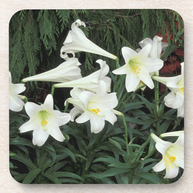 Porta-copo Lírio-de-páscoa (Lilium regale) (Frente)