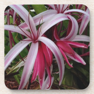 Porta-copo Lírio roxo de Crinum da rainha Emma