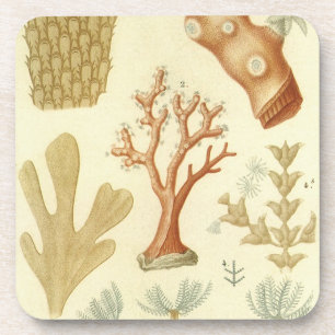 Porta-copo Livro Didático de Ciências Biologia, Animais de Co
