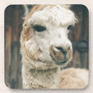 Porta-copo Llama Close Up