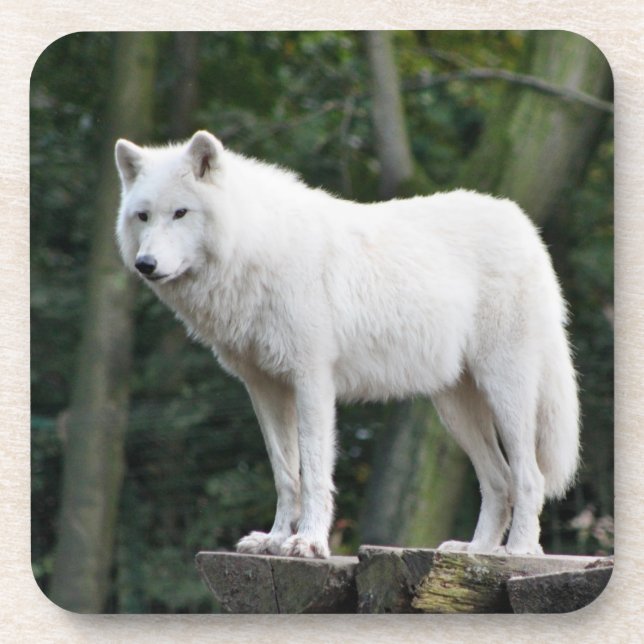 Porta-copo Lobo branco selvagem (Frente)