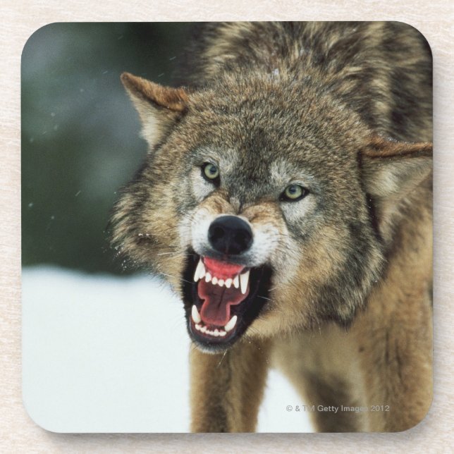 Porta-copo Lobo cinzento Snarling (Frente)