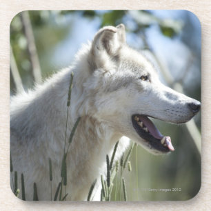 Porta-copo Lobo em Yellowstone 2