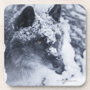 Porta-copo Lobo solitário na neve