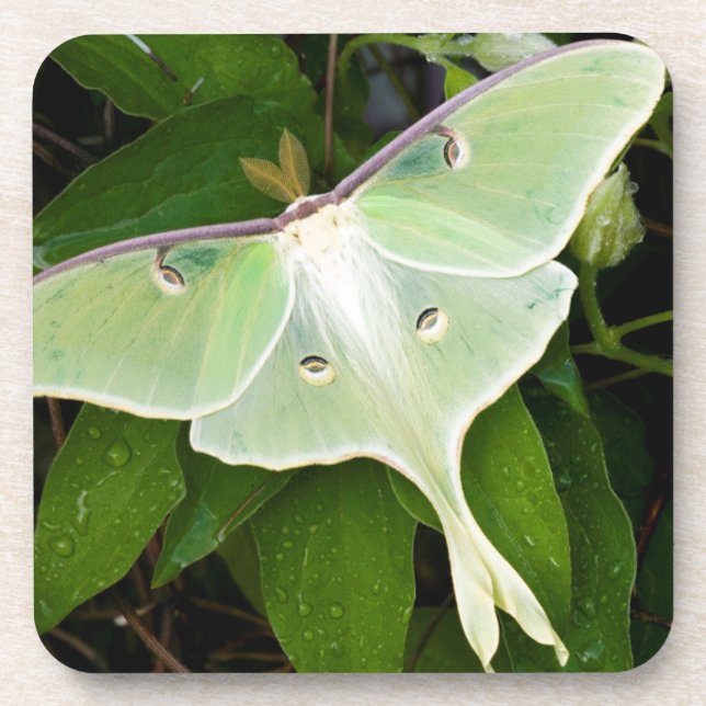 Porta-copo Luna Moth sobre Carnaby Clematis (Frente)