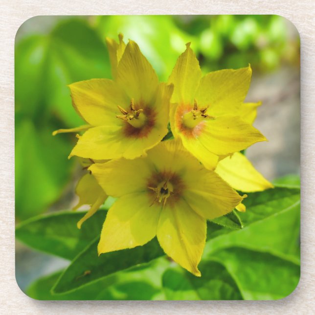 Porta-copo Lysimachia punctata (Frente)